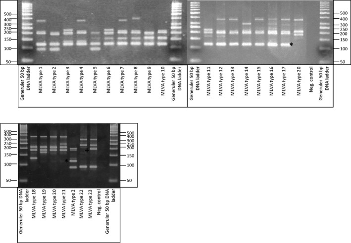Multiple Locus Variable number of tandem repeat Analysis: A molecular genotyping tool for Paenibacillus larvae.
